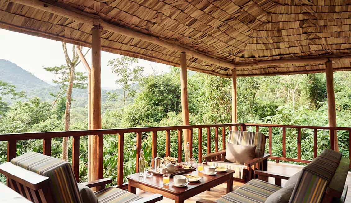 sanctuary-gorilla-forest